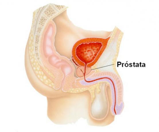 Prostata: funkce, anatomie a související nemoci