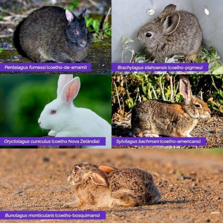 druhy králíků