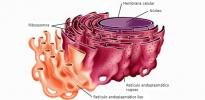 Ribosomų struktūra ir funkcija
