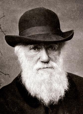 Darwin var ansvarlig for å utvikle studier om evolusjon betydelig. 