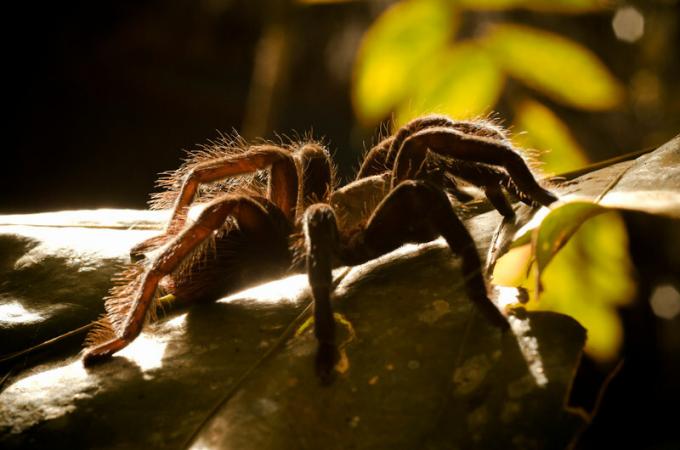 Yengeç örümceği: nerede yaşar, tehlikeler, ısırık