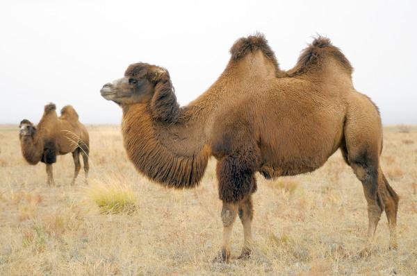 Kamel: egenskaper, fôring og reproduksjon