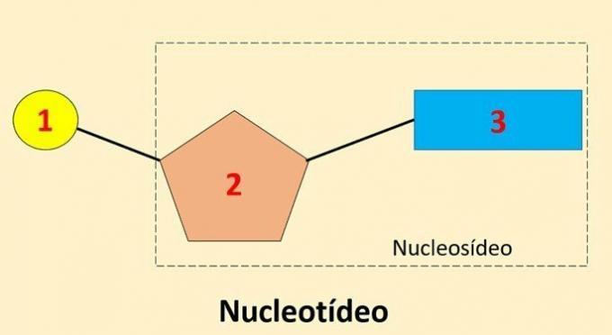 एक न्यूक्लियोटाइड की संरचना