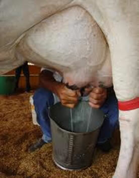في الحلب اليدوي ، يتلامس الحليب مع البيئة ، مما قد يزيد من كمية الكائنات الحية الدقيقة في الحليب