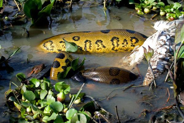  Anaconda feeding in an aquatic environment.