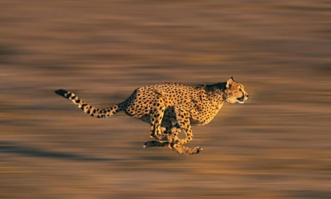 Скорость гепарда помогает поймать добычу.