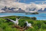 Albatros: splošni vidiki, razmnoževanje, nevarnosti