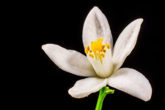 Meaning of Orange Blossom (What it is, Concept and Definition)