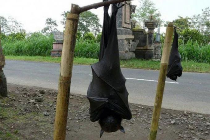 ALLARMANTE! Nelle Filippine sono stati avvistati pipistrelli di dimensioni umane; Aspetto