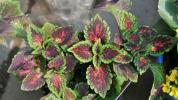 The perfect plant for those who don't have time: we present Coleus Burmei