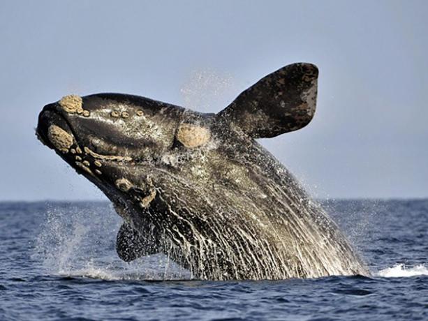 Dešinysis banginis: Brazilijos pakrantės lankytojas