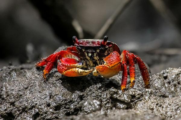 Crabul, un crustaceu care locuiește în mangrove, a devenit unul dintre simbolurile bătăii mangrovei.