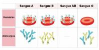 ABO-system: diagram, blodtyper, övningar