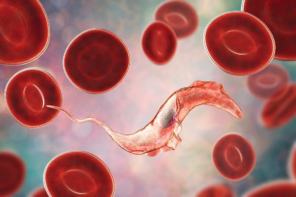 Trypanosoma cruzi เป็นโปรโตซัวที่เคลื่อนที่ผ่านแฟลเจลลา