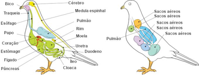 鳥の体に見られる構造のいくつかに注意してください。
