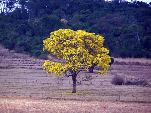 Το Ipê είναι ένα χαρακτηριστικό δέντρο της φυτοφυσιογνωμίας που είναι γνωστό ως ξηρό δάσος.
