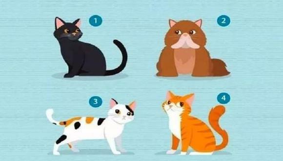 Visuell test: velg en kattunge og finn ut hvordan vennene dine ser deg