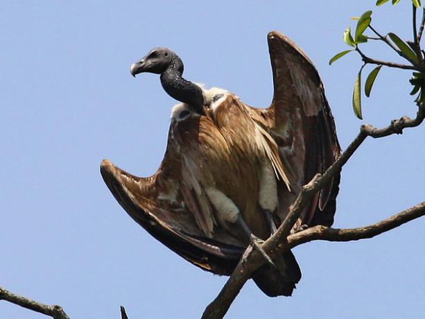 thin-billed vulture
