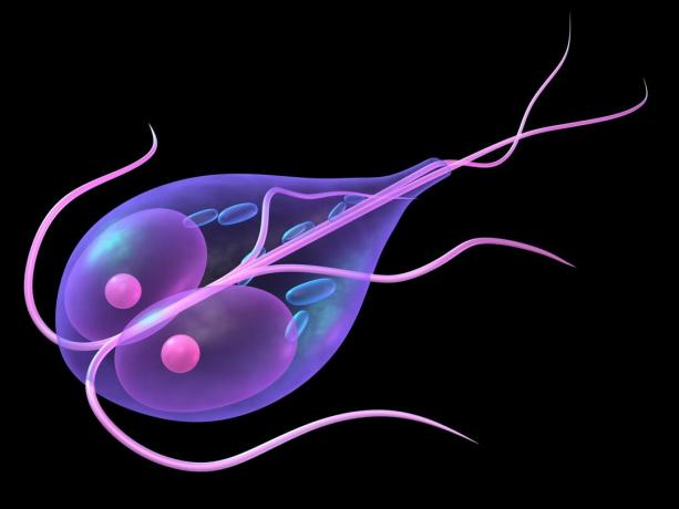 8 penyakit utama yang disebabkan oleh protozoa