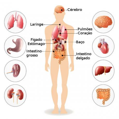 Der menschliche Körper hat mehrere Organe, die spezifische Funktionen haben, um die Funktion des Körpers als Ganzes zu gewährleisten.
