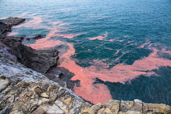 Dinoflagellates are responsible for triggering the red tide phenomenon.