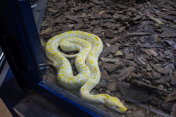 Serpentarium is one of the most visited places at Instituto Butantan.