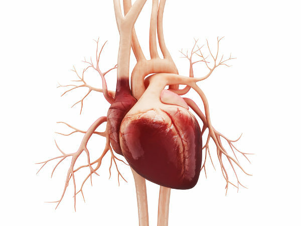 Das Herz ist ein Muskelorgan, das dafür verantwortlich ist, Blut in den Körper zu pumpen.