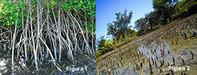 Mangrovă. caracteristicile mangrovei