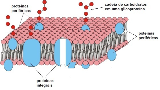 białka błony komórkowej