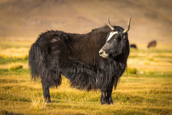 De yak is een herbivoor die op een stier lijkt.