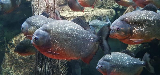 Dyr i Amazonas: Rød Piranha