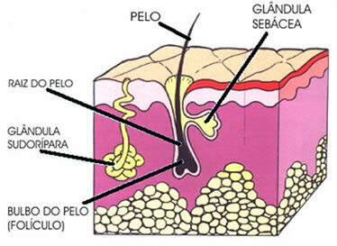 Immagine che mostra lo strato di pelle dove si trovano le ghiandole sudoripare.