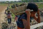 Детският труд в света: причини и последици