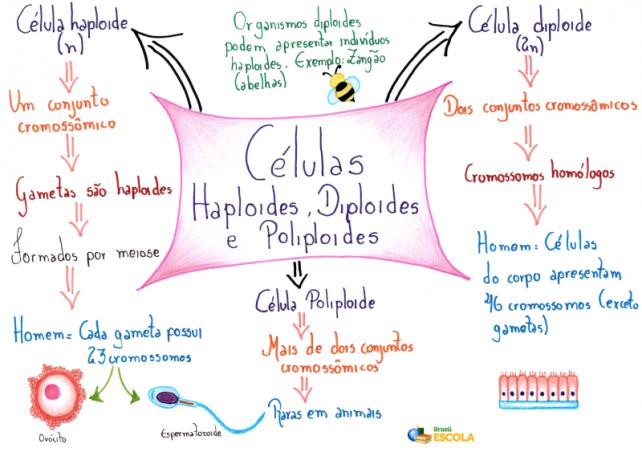 Komórki diploidalne i haploidalne
