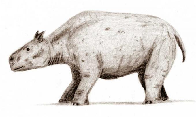 Brasilian megafauna: Toxodont