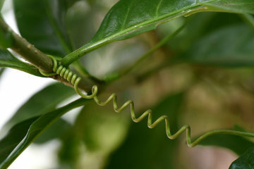 The tendril's main role is to ensure the support of the plant