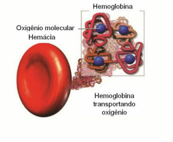 Oxygen transport through hemoglobin