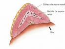 Adrenal glands: what they are, functions and anatomy