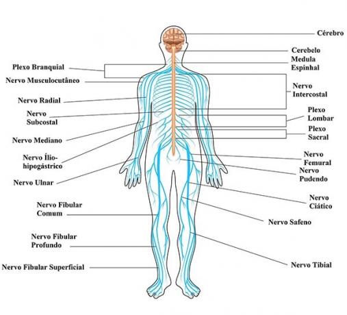 Anatomie van het zenuwstelsel
