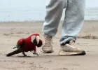 Elke dag wandelt een stel met een papegaai als huisdier op het strand