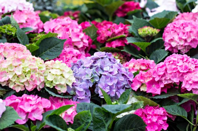 How to change the color of hydrangeas? Learn all about the plant!