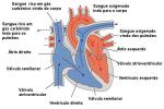 Сердечно-сосудистая система: анатомия, функции, органы, резюме