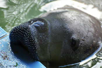 Manatee: from the Amazon, marine, extinction and curiosities