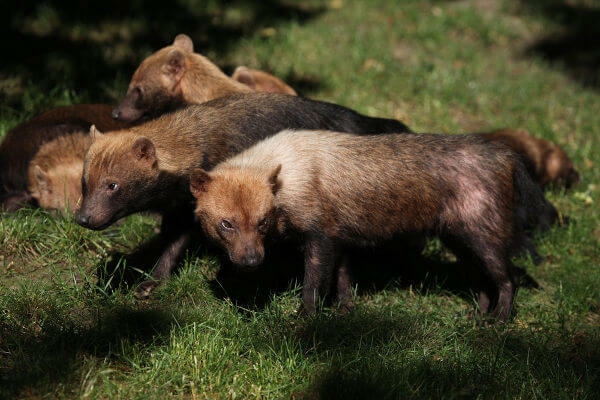 Le vinaigre de chien sauvage est une espèce carnivore que l'on peut trouver en groupe.