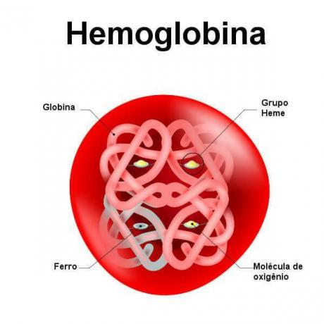 Kijk naar het schema dat de structuur van hemoglobine illustreert.