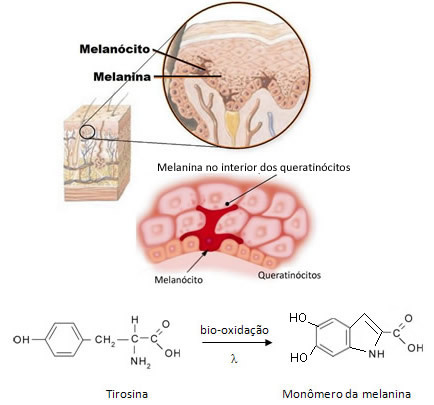 De melanine die de huidskleur geeft, wordt geproduceerd in de melanocyt