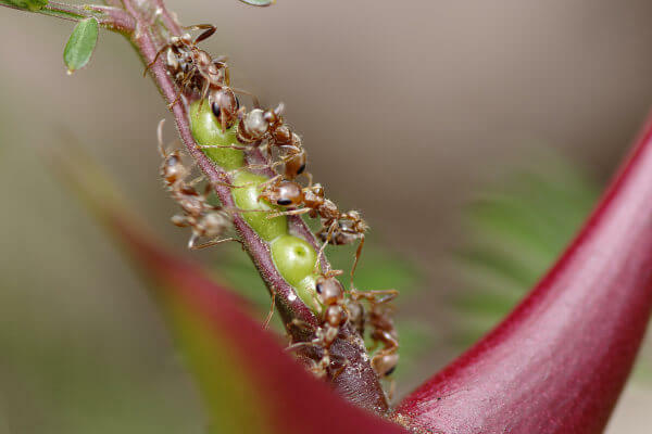 נמלים מגנות על השיטה בעוד הצמח מספק חומרים מזינים לנמלים.