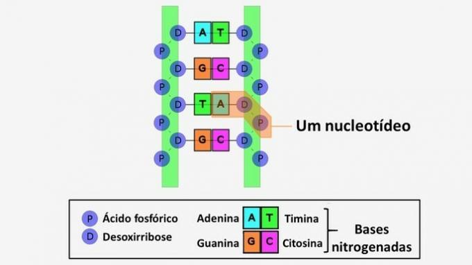 DNA og RNA: forskjellene, strukturen, funksjonen, ...
