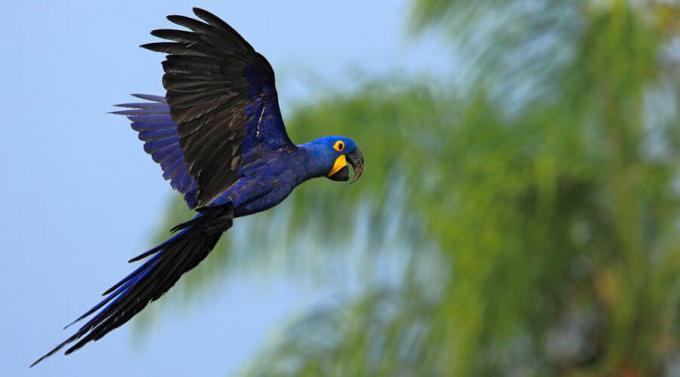 Hyacintový papagáj je príkladom vtáka, ktorý sa nepovažuje za vtáka.