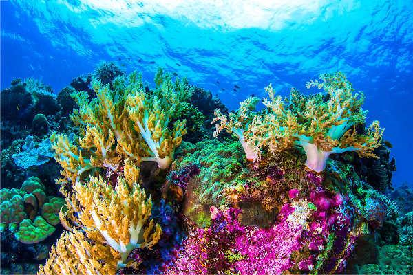  Koraļļi ir Cnidaria patvēruma pārstāvji un ir atbildīgi par koraļļu rifu veidošanos, kas ir ļoti bagāta ekosistēma.